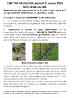 2023-03-21 Nottue in viticoltura e Bostrico della vite